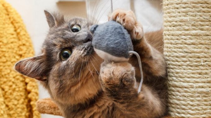 Katzenspielzeug kaufen – Eine kurze und kompakte Übersicht zu einem umfangreichen Thema