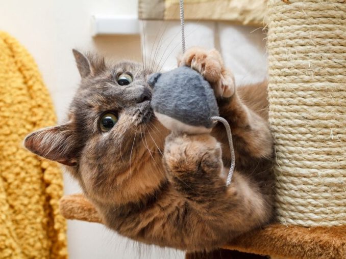 Katzenspielzeug kaufen – Eine kurze und kompakte Übersicht zu einem umfangreichen Thema