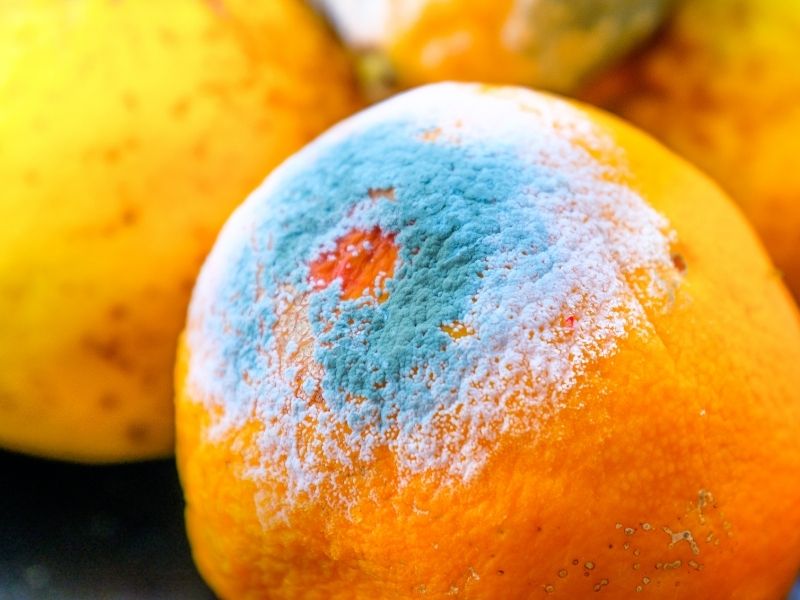 Schimmel im Einkaufswagen: NDR Reporter*innen finden große Mengen an belastetem Obst und Gemüse in Supermärkten