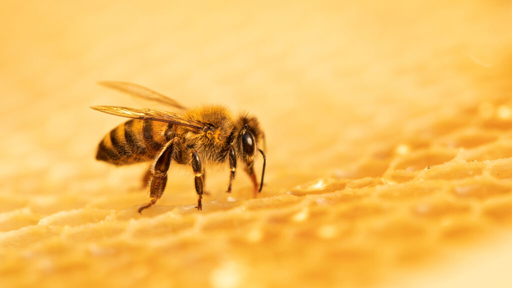 Wachs, Pollen und Propolis: Die vielseitigen Produkte aus dem Bienenstock